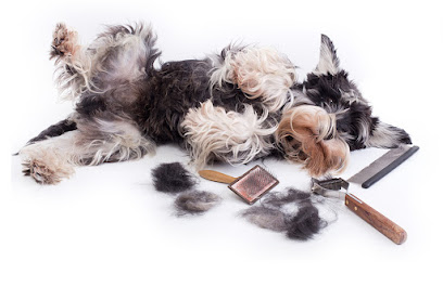 CITY DOGS LEIPZIG - Hundesalon - Hunde & Katzenfriseur