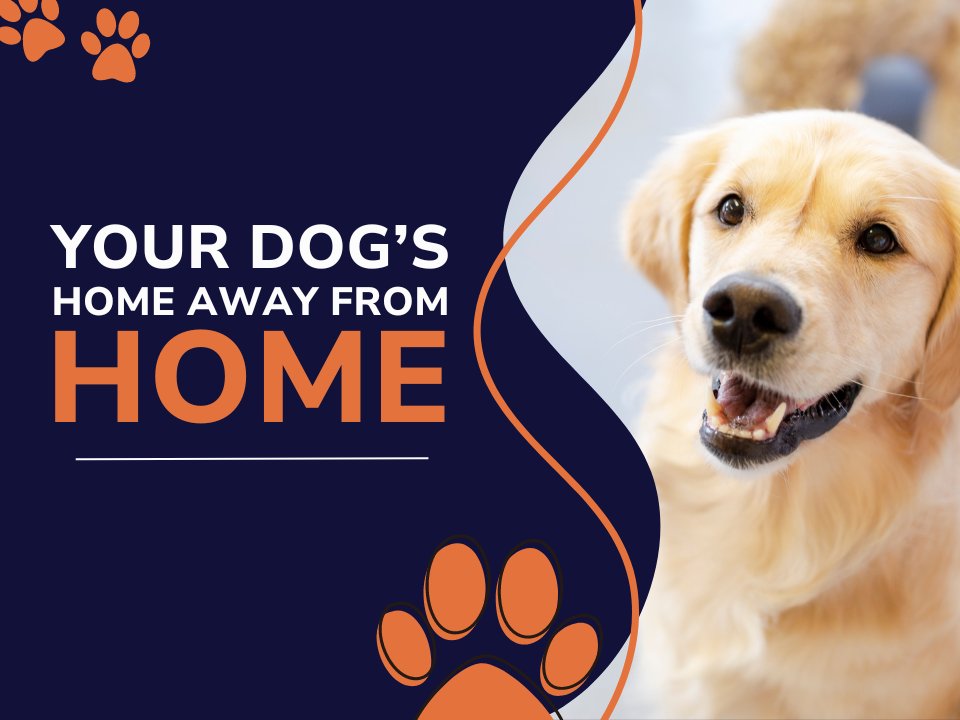 Your Dog's Best Days - Photo 2