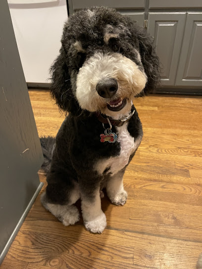 Patty Terri's Grooming