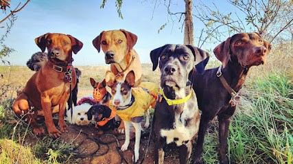 Hundezentrum im Auwald - Hundeschule, Cani Crew Gassiservice, Einzeltraining, Problemhunde Training