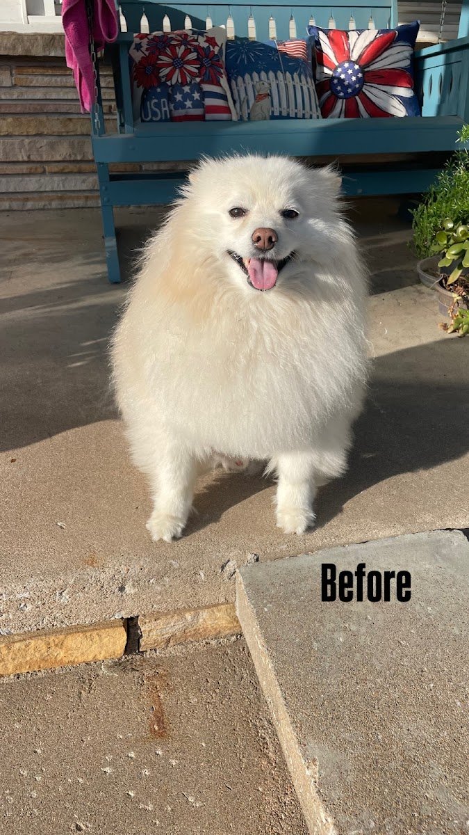 K-9 Designs LLC - Photo 2