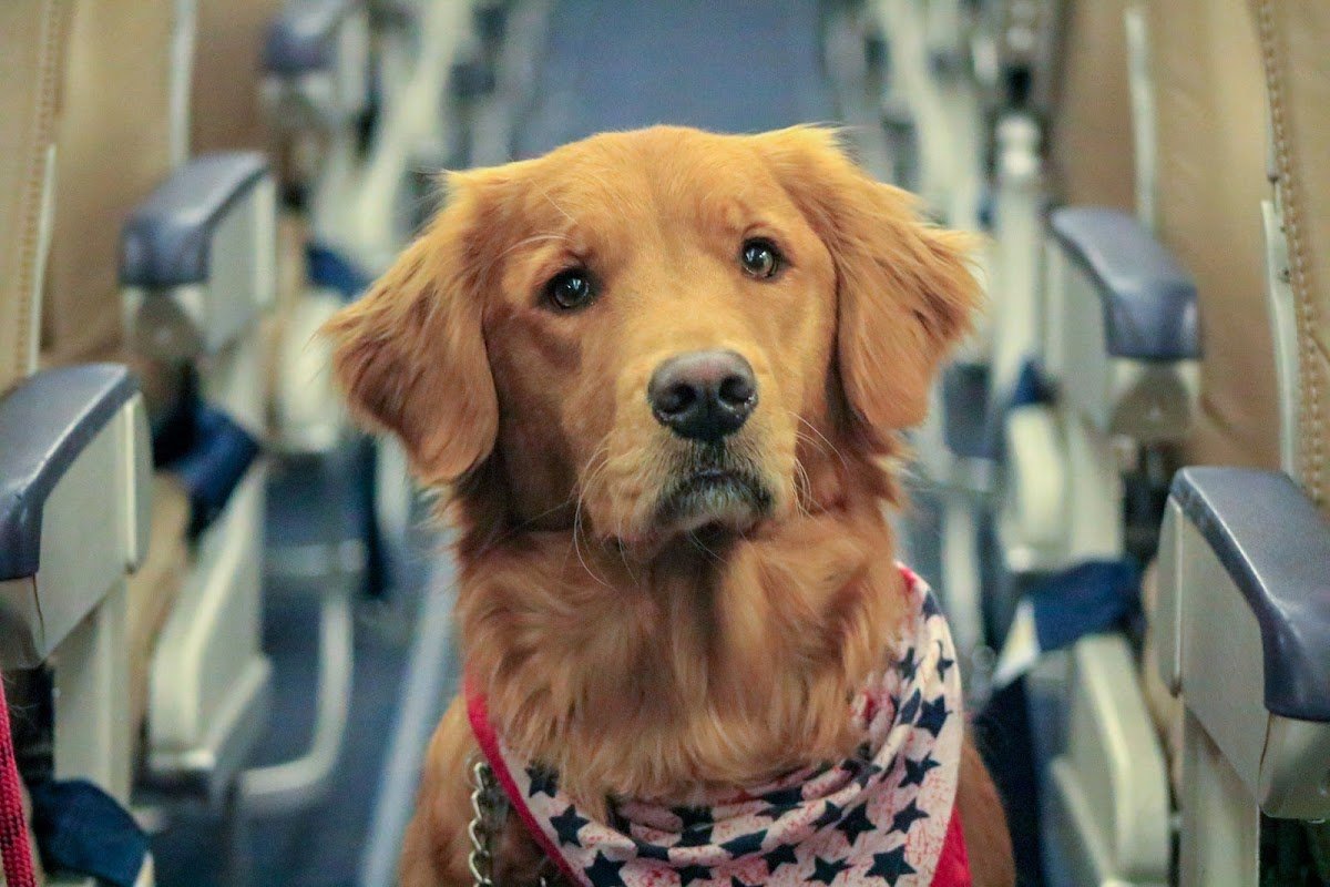 Therapetics Service Dogs - Photo 2