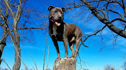 Tip Top K9 Dog Training Owasso