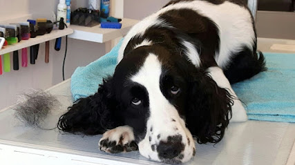 Fell-Wellness FÜR Herz & Seele ✨ Hunde- & Katzensalon ✨ Mentorin für MEHR Lebensqualität mit Hund