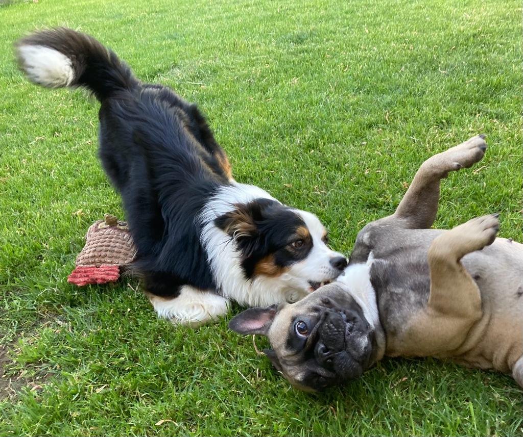 Dogsitter-Leipzig - Foto 2