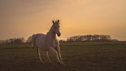 Tierwohlwerk I Tierphysiotherapie - Akupunktur - Osteopathie - Tierheilpraxis