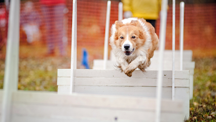 All Breeds Dog Academy