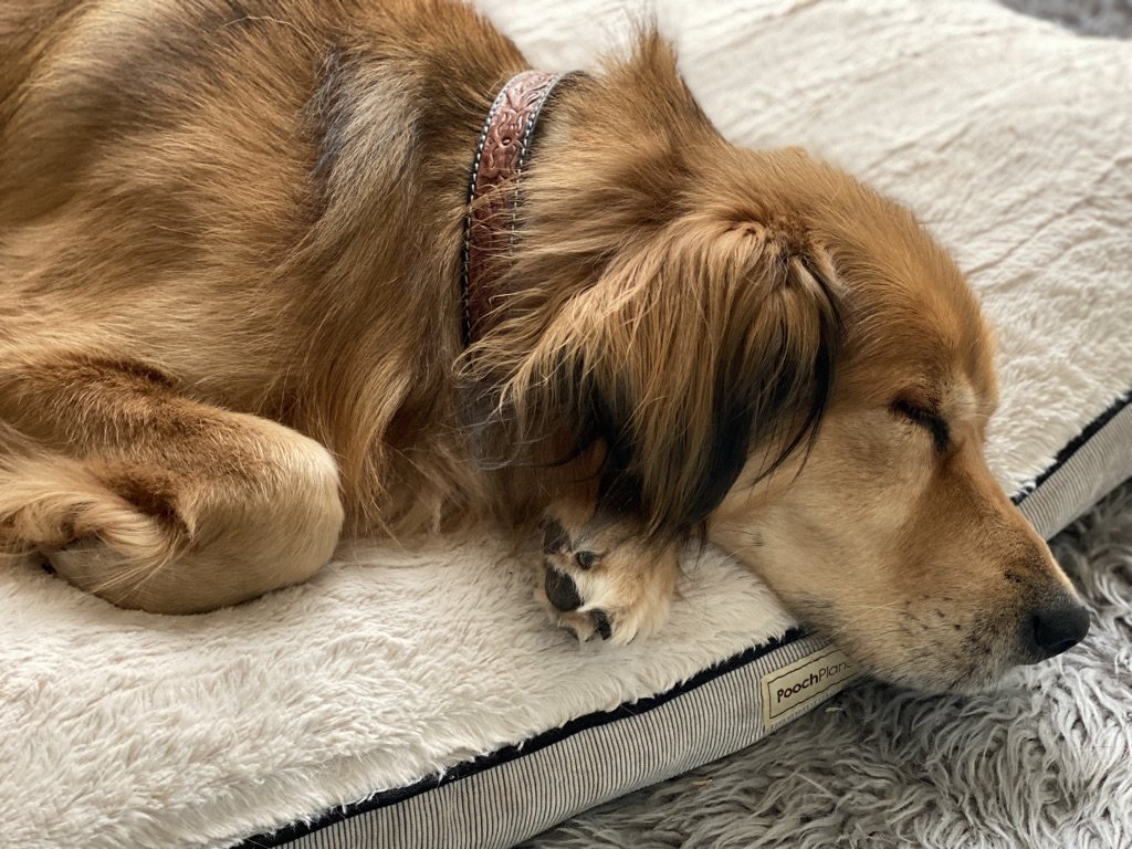 Kit 'n' Pup Care, LLC - Photo 2