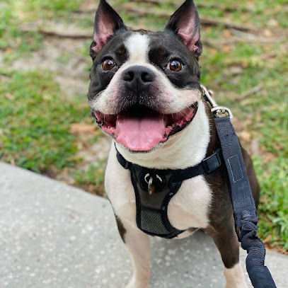 Wild Ones Dog Training