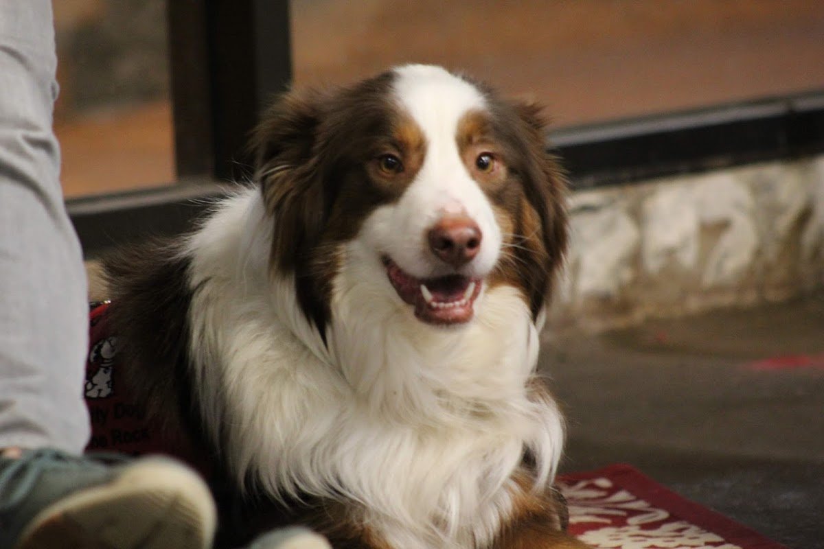 Marj the Dog Trainer - Photo 2