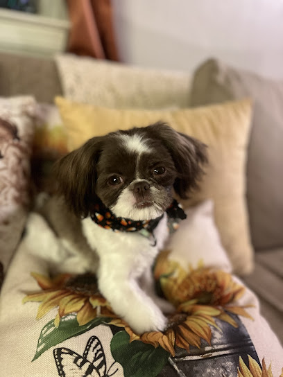 Glamour Paws - Tulsa, OK