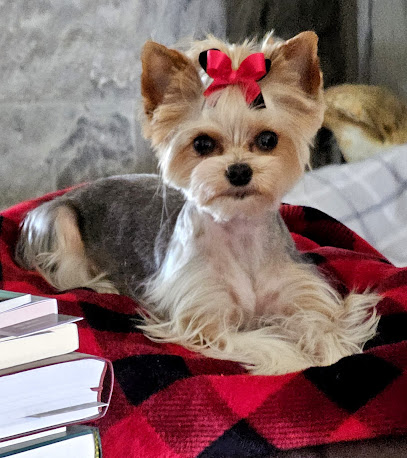 Divine K9 - Pet Shop in Tulsa