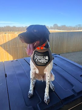 Elevate Dog Training - Photo 2