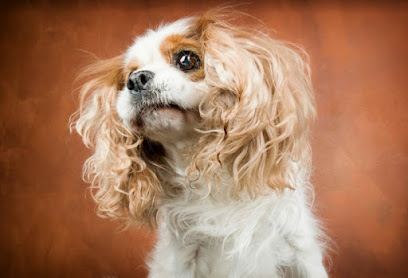 Hundesalon Pawfection Dogs - Tierhandlung in Dortmund