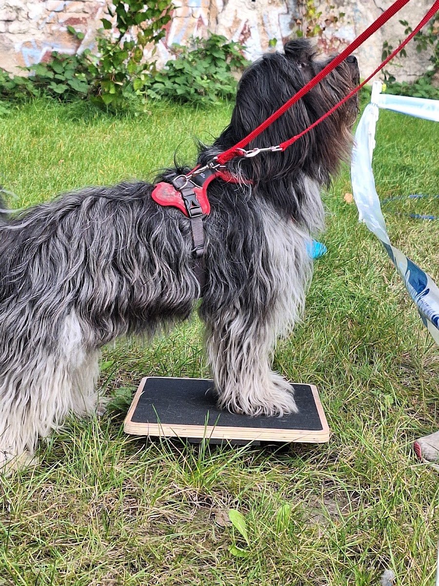 Nicole's Hundeservice - Foto 2