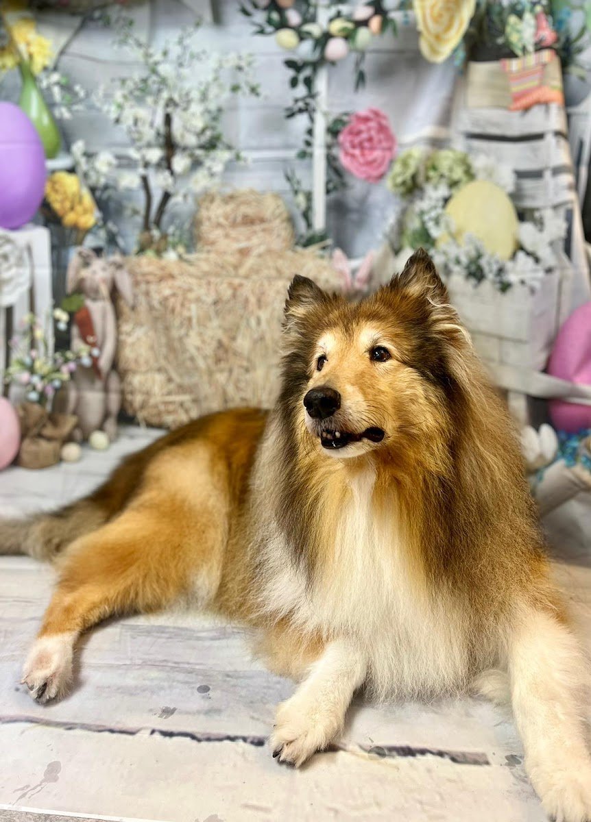 Beauty Dogs by Jill Dein Hundesalon - Foto 2