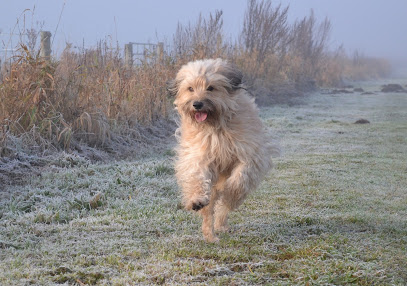 Hundeschule MOMO in Bremen