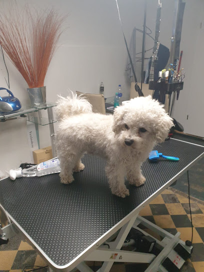 Hundesalon Spafordogs