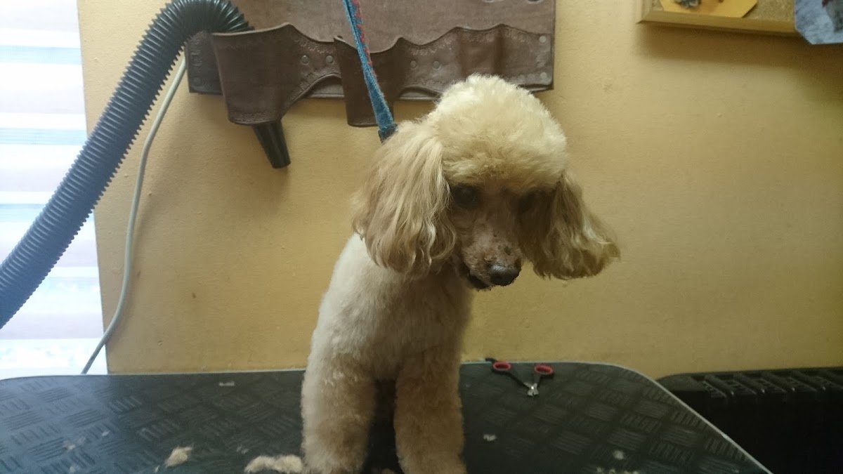 Franzis Hundesalon - Foto 2