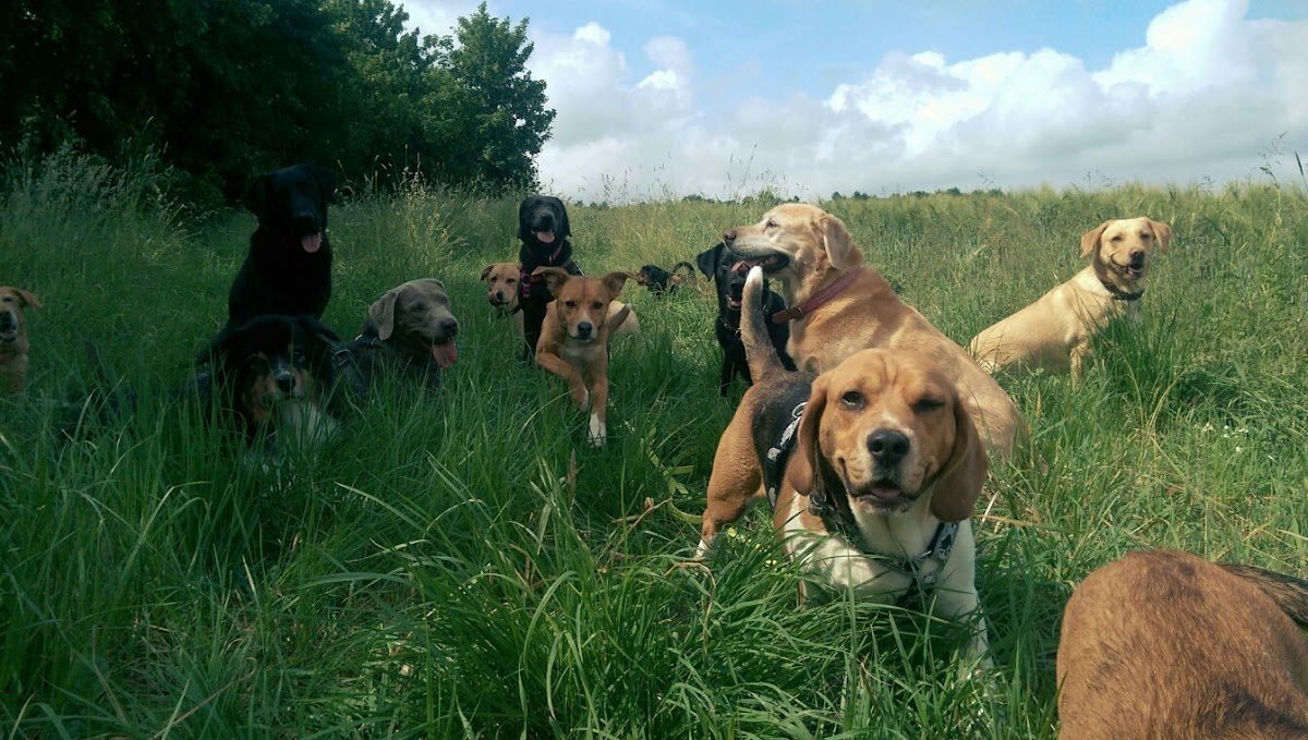 Hundezentrum Dresden - Foto 2