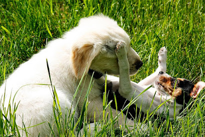 AnimalManShip - Axel Reichert - Tierpsychologie & Hundeschule in Dresden - Tierhandlung in Dresden