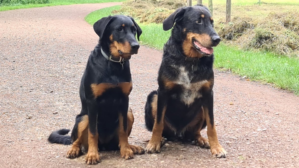 Hundeschule Dresden - Foto 2