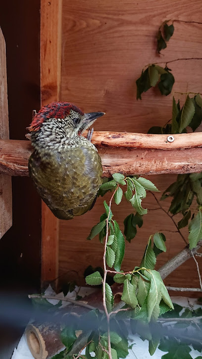 Wildvogelauffangstation Dresden