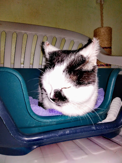 Tierschutzverein Dresden e.V. Menschen für Tierrechte Katzenheim Dresden-Luga