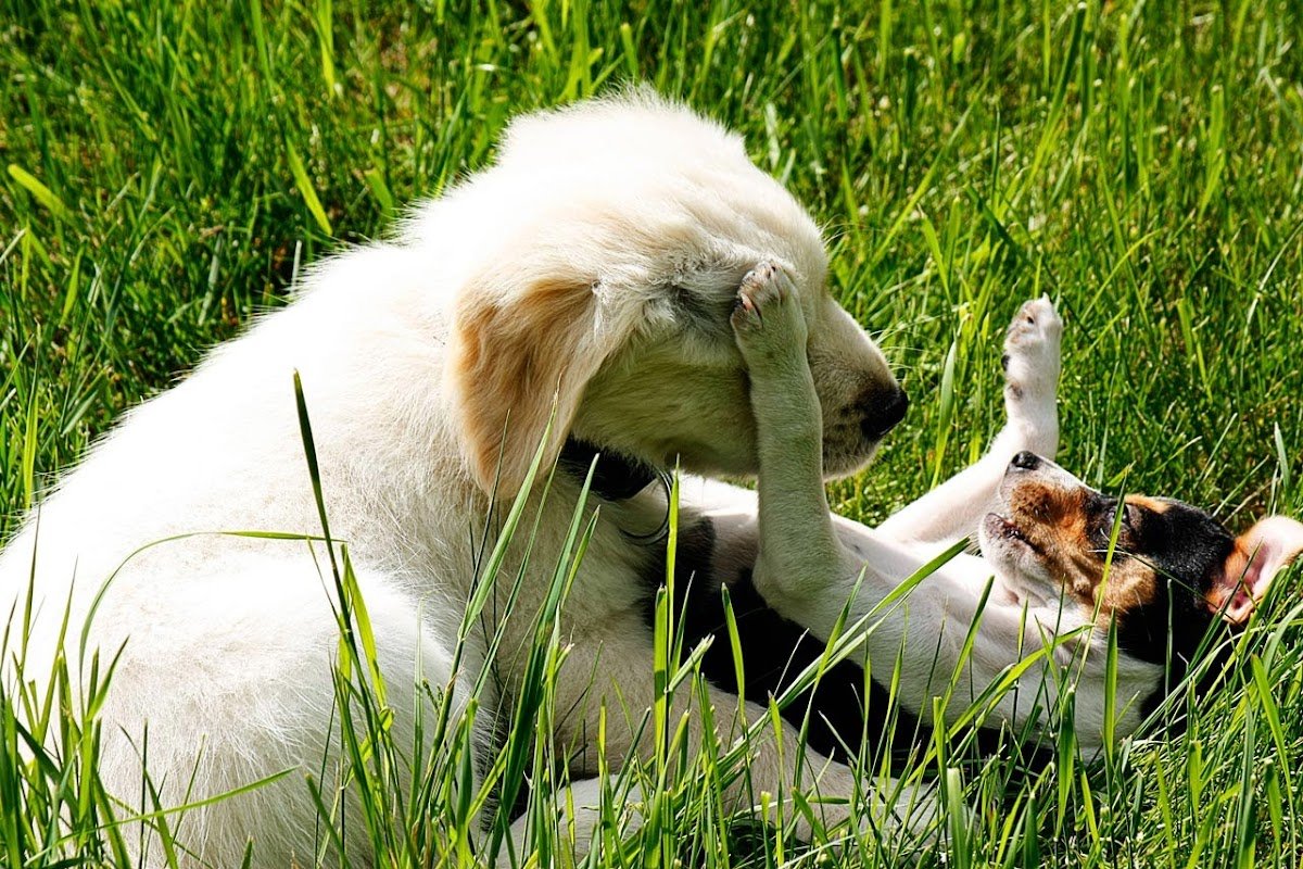 AnimalManShip - Axel Reichert - Tierpsychologie & Hundeschule in Dresden - Foto 2