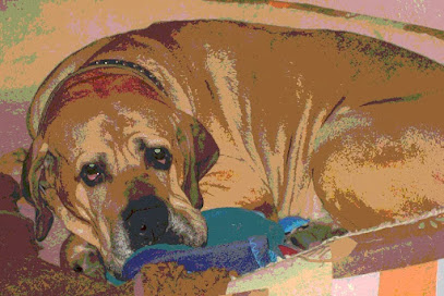 Pension "hundemüde-in-dresden"