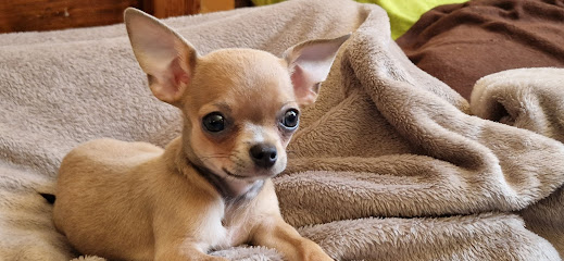 Hundesalon Joys Inh. Anja Lehmann