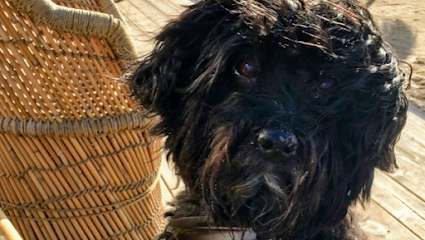 Kleintierpraxis Davenstedt von Fr.Dr. Krause-Lürig