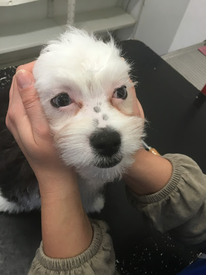 Hundesalon Südstadt