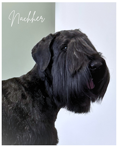 Hundefriseur | Hundesalon Chic an der Leine