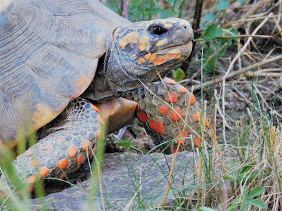 Mobile Tierarztpraxis für Reptilien - Tierhandlung in Hannover