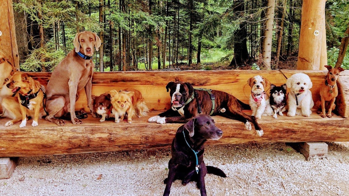 Temperamentfell Dogwalking - Training - Foto 2