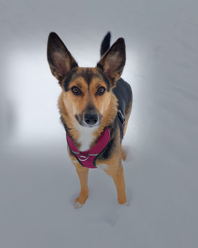 felmo Mobiler Tierarzt Nürnberg