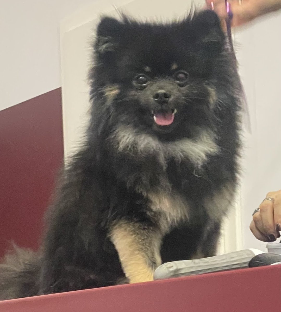 Carnis Hundewelt - Foto 2