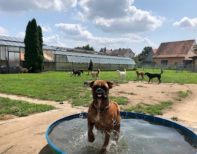 Hundepension Sandra Volland - Tierhandlung in Nürnberg