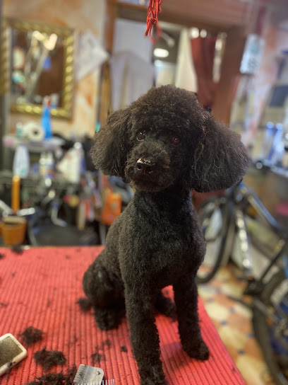 Claudia's Pet Point - Hunde+Katzensalon mit Herz