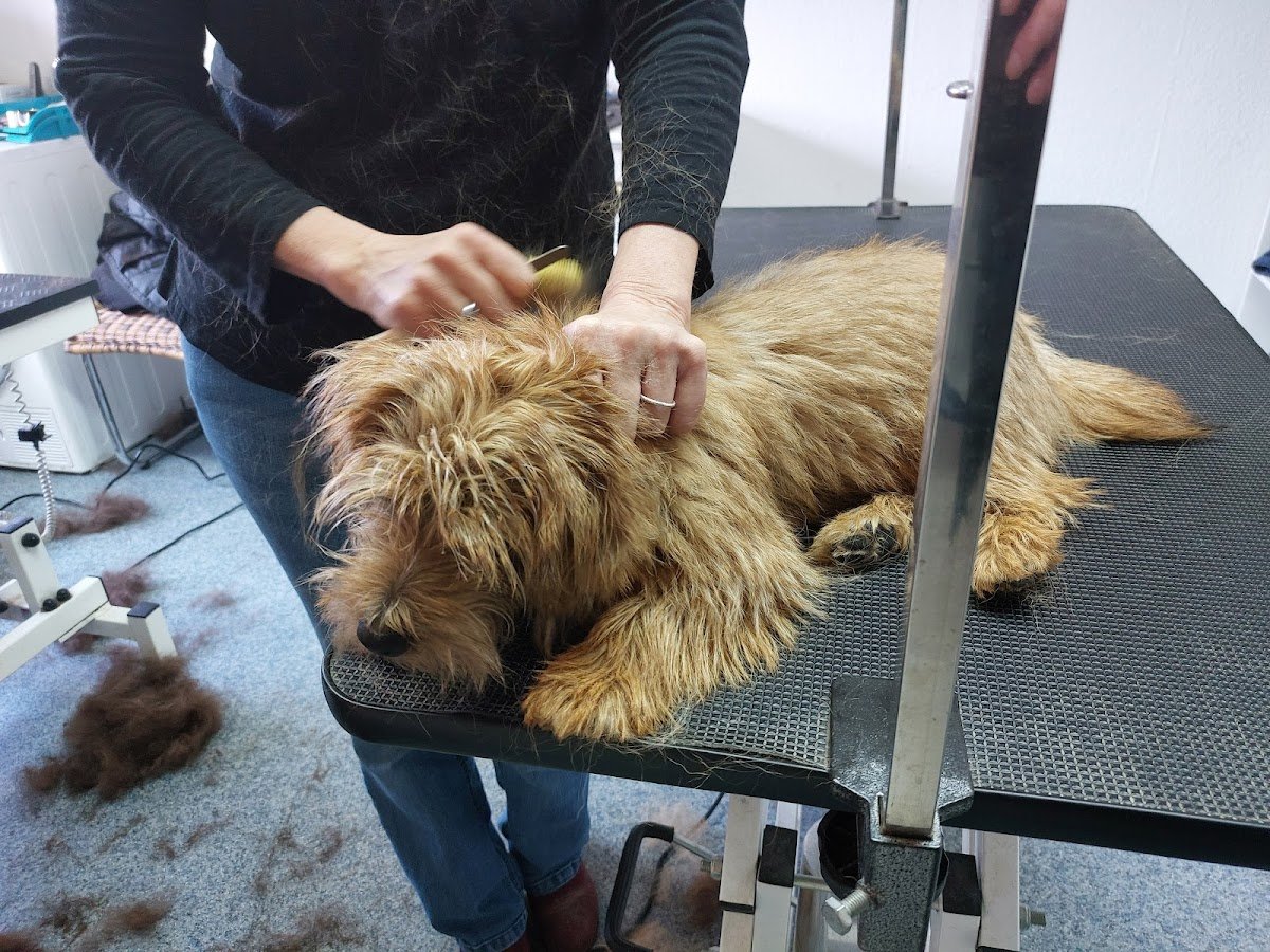 Evas Hundewelt - Foto 2