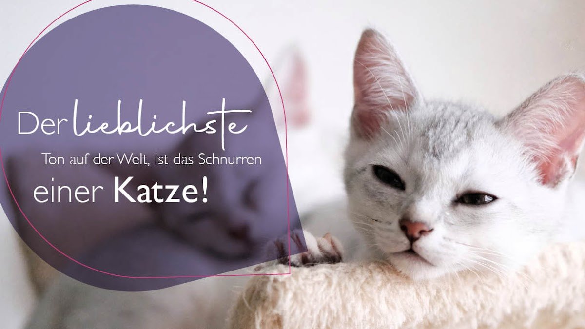 Tanjas Katzenheilpraxis - Foto 2