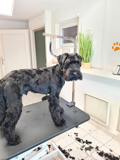 Hundefriseur Momo Nürnberg