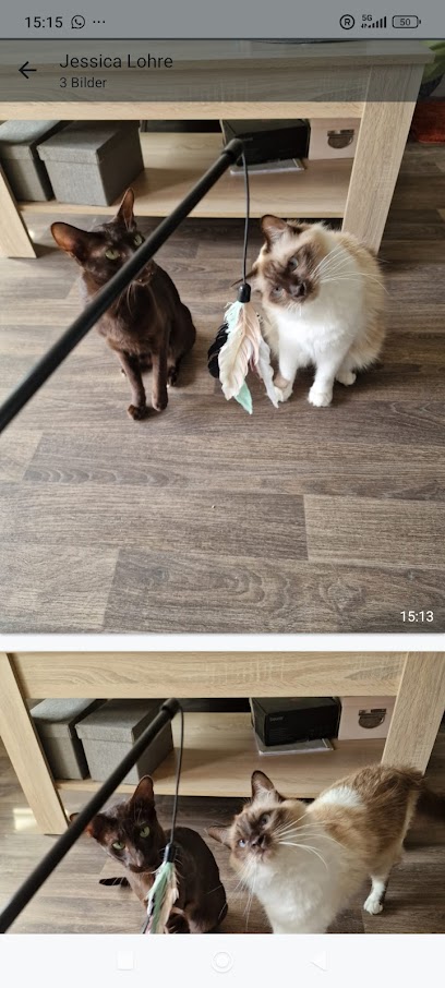 Pfotenhüter - Mobile Tierbetreuung