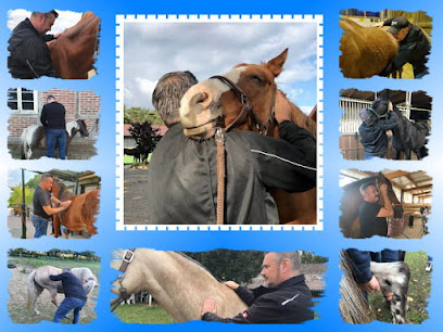 Oliver Thiel - Das gesunde Pferd