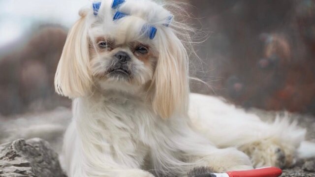 Hundesalon Fellpracht - Foto 2