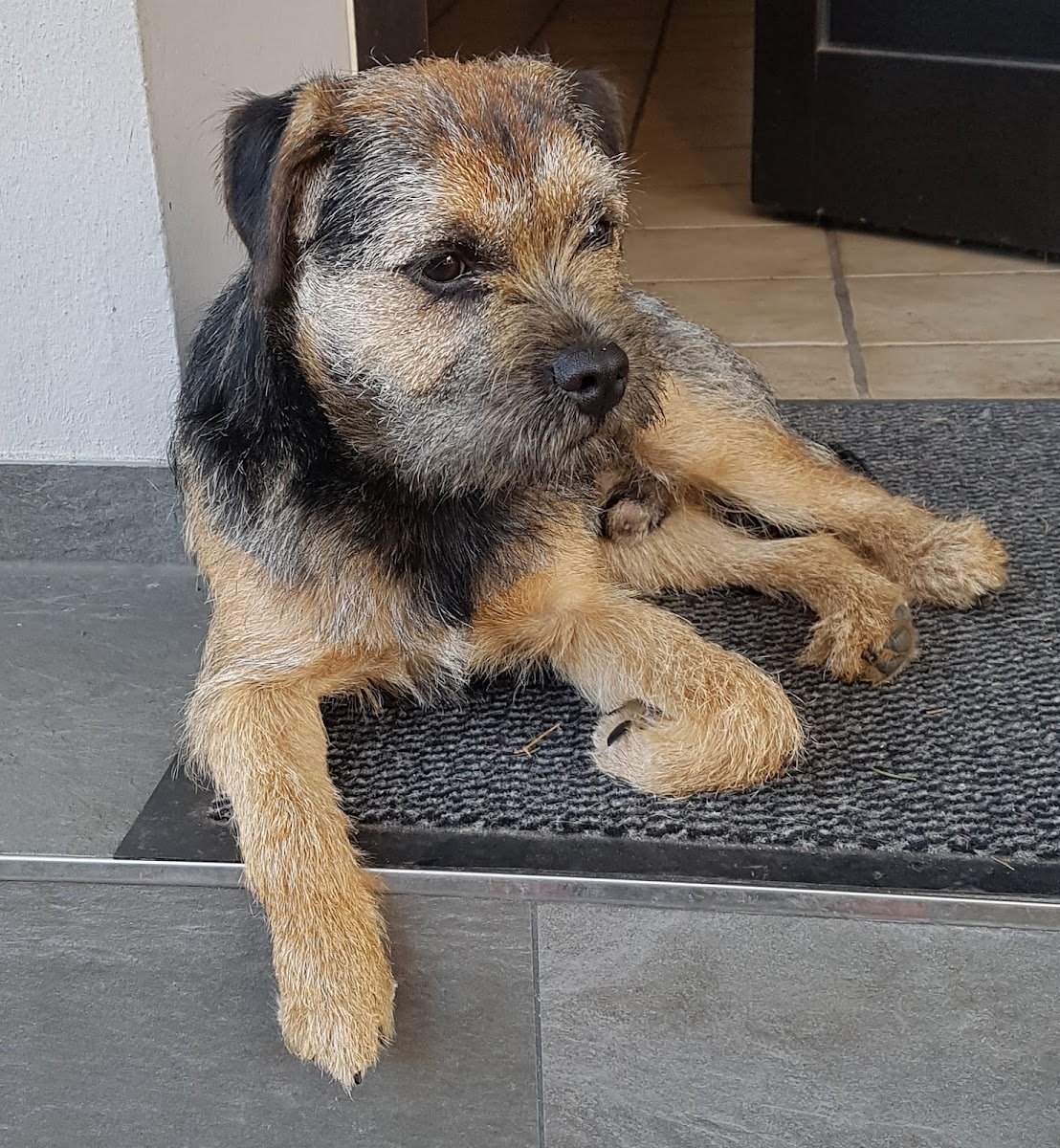 Terrier Studio - Foto 2