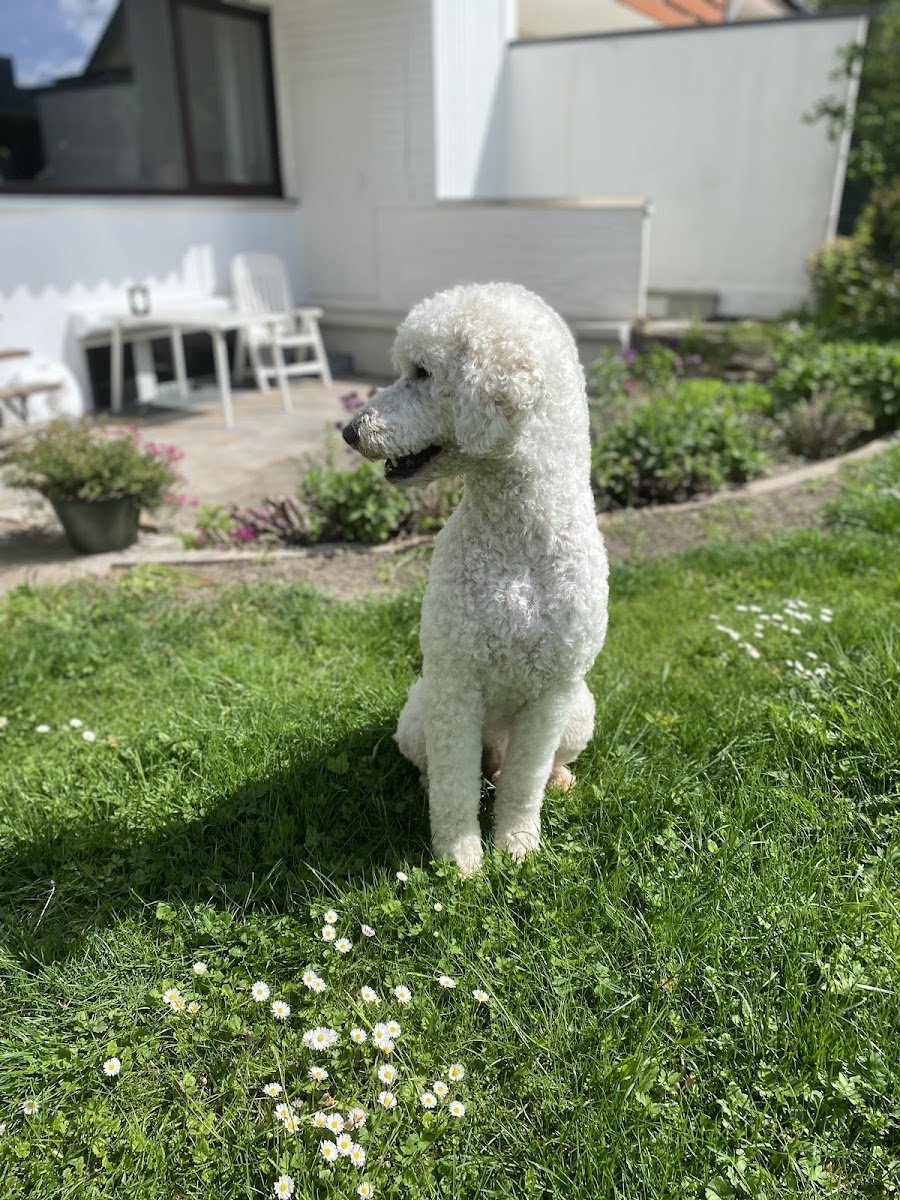 Mobiler-Hundefriseur By Ivy's - Foto 2