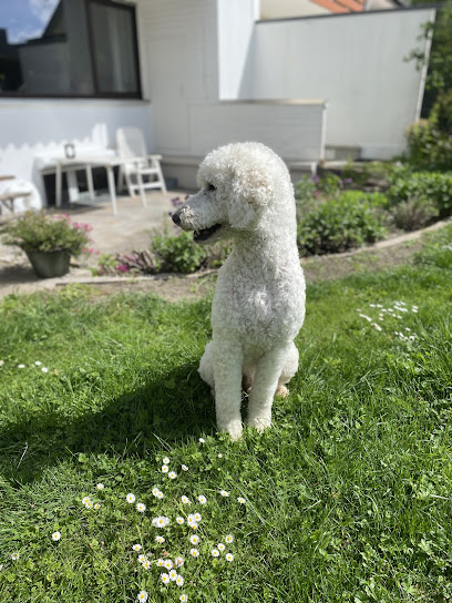 Mobiler-Hundefriseur By Ivy's - Tierhandlung in Bielefeld