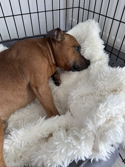 Mobile Tierarztpraxis Dr. M.A. Sommer